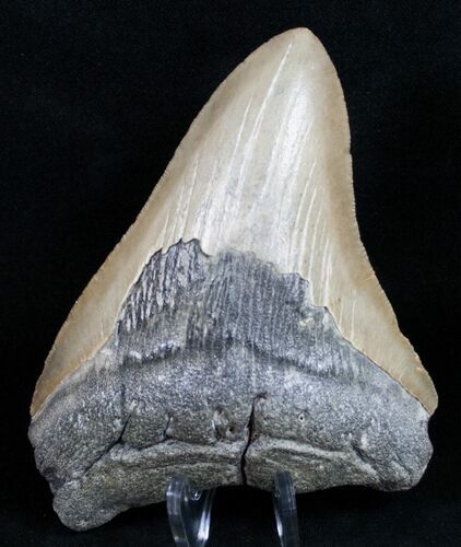 Bargain Megalodon Tooth - North Carolina #11027